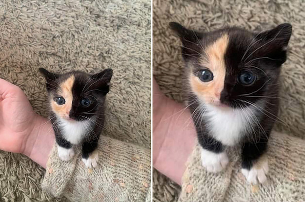 A really tiny kitten