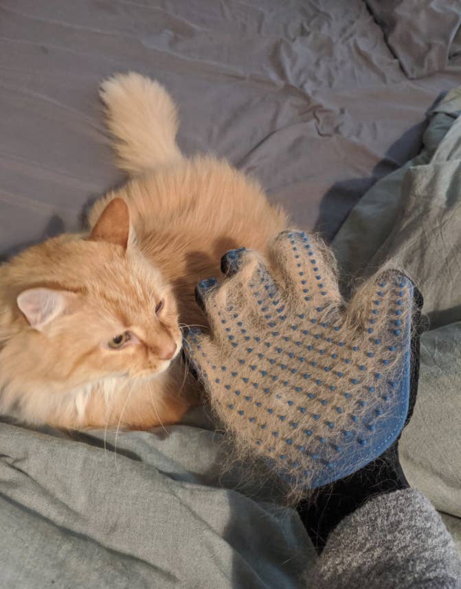 A reviewer holding the glove full of cat hair next to their cat 