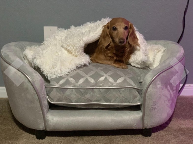 Reviewer&#x27;s dog laying under the fuzzy blanket