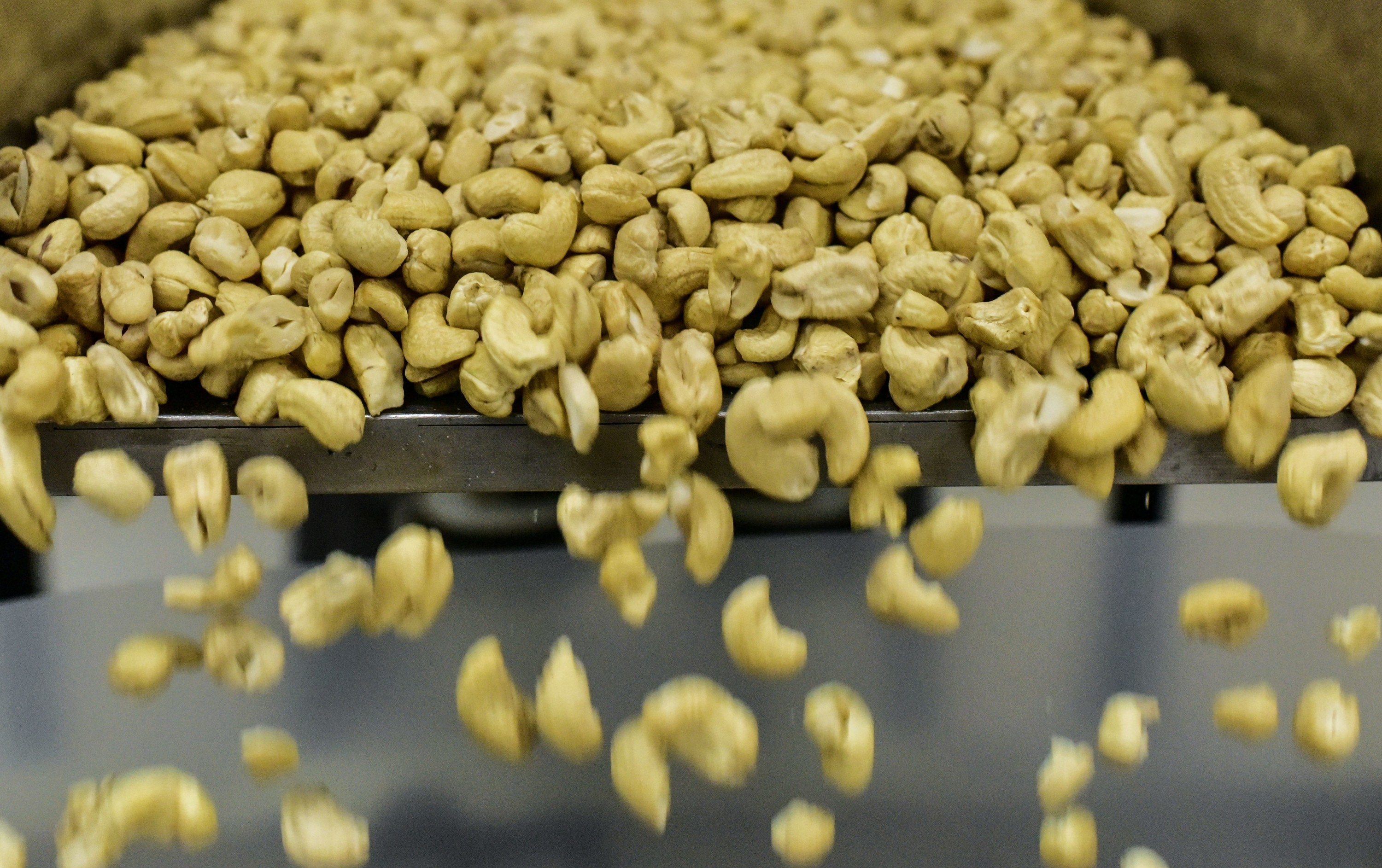Unshelled cashews going down an assembly line