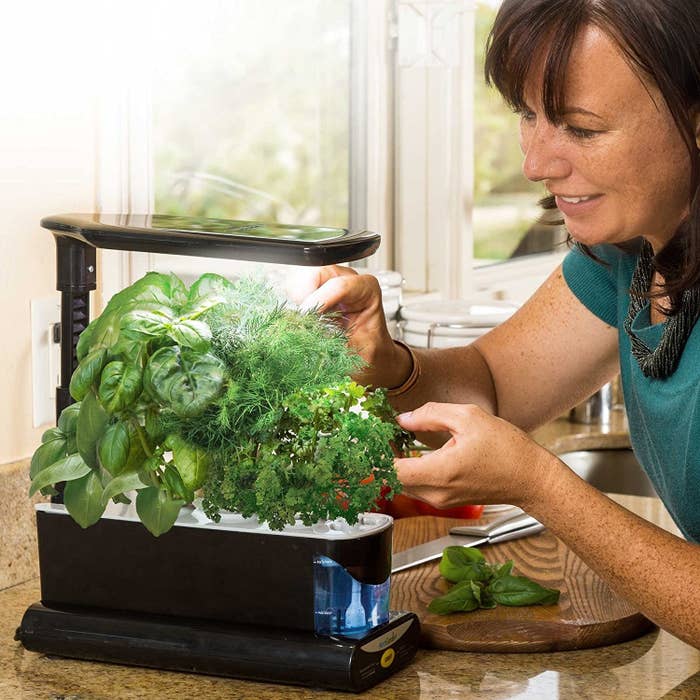 A three-cup plant feeder filled with full grown herbs. It has a light attachment at the top. 