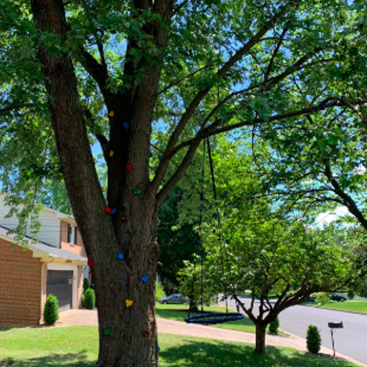 A reviewer image of the rock holds placed in several spots up a large tree