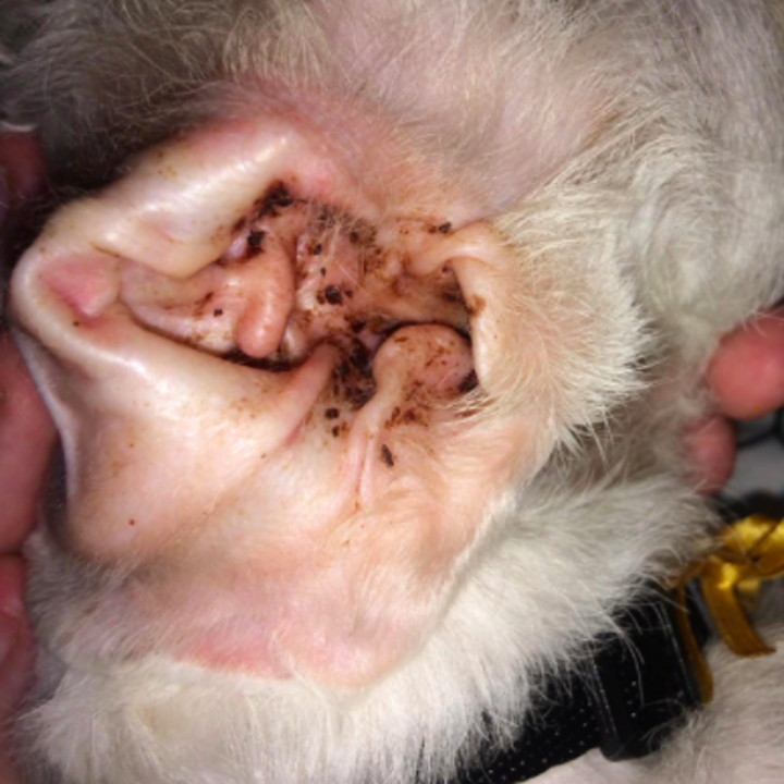 Reviewer photo showing dog's dirty, infected ear before using Zymox