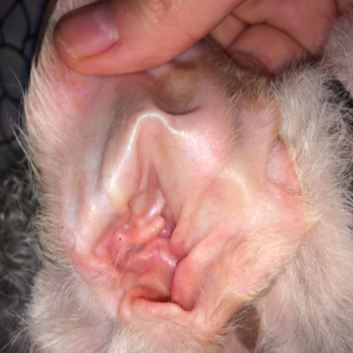 Reviewer photo showing dog's clean, healthy ear after using Zymox