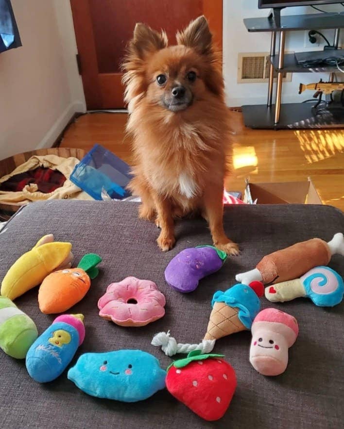 Best Toys For Small Dogs On