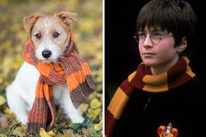 A dog with a scarf is standing in the leaves with Harry Potter in a scarf on the right