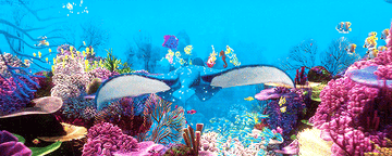 Gif of Mr Ray, the stingray, taking Nemo and his friends on a colorful field trip through the ocean