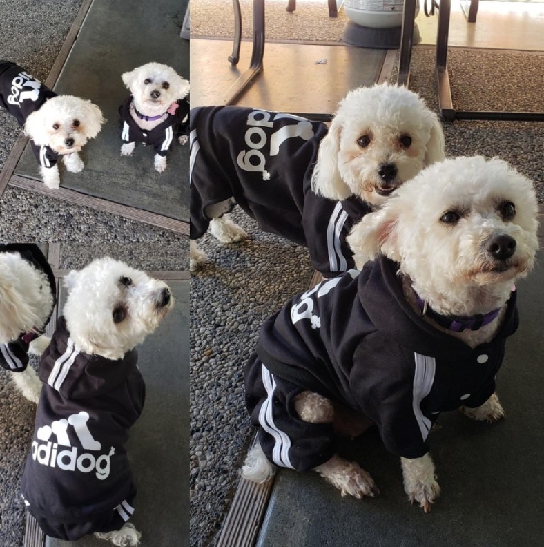 Reviewer&#x27;s dog wearing the &quot;Adidog&quot; black and white track suit-like shit