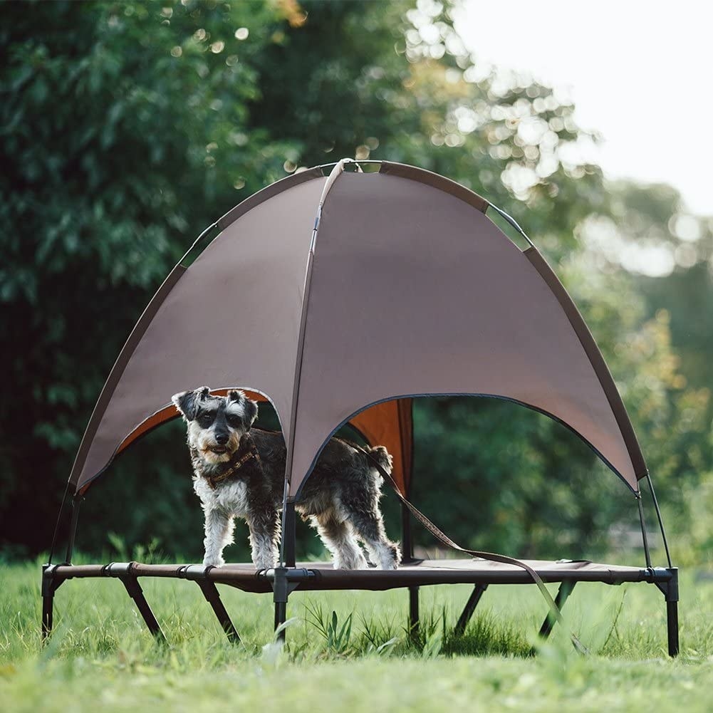 Dog standing in the grey canopy bed