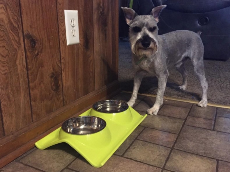 Reviewer&#x27;s dog eating from the two-bowl green set