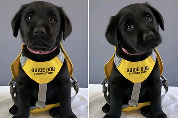 Little puppy in a guide dog vest
