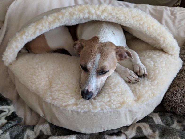 Reviewer&#x27;s dog resting in the cave-like fleece dog bed