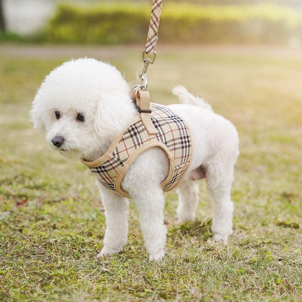 Dog in the Burberry-like harness and leash set 