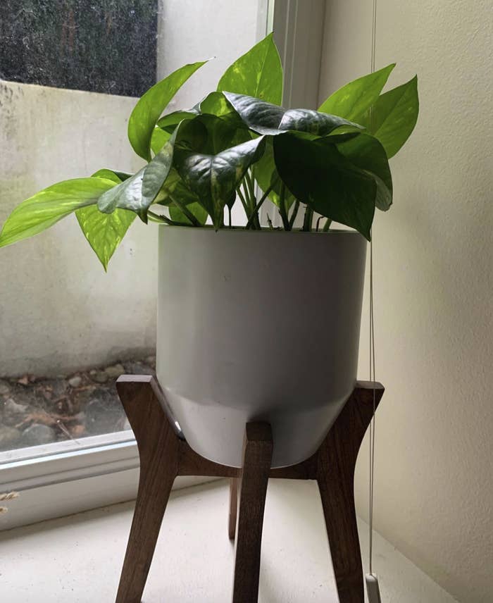 the plant sitting in a pot on top of a wooden planter