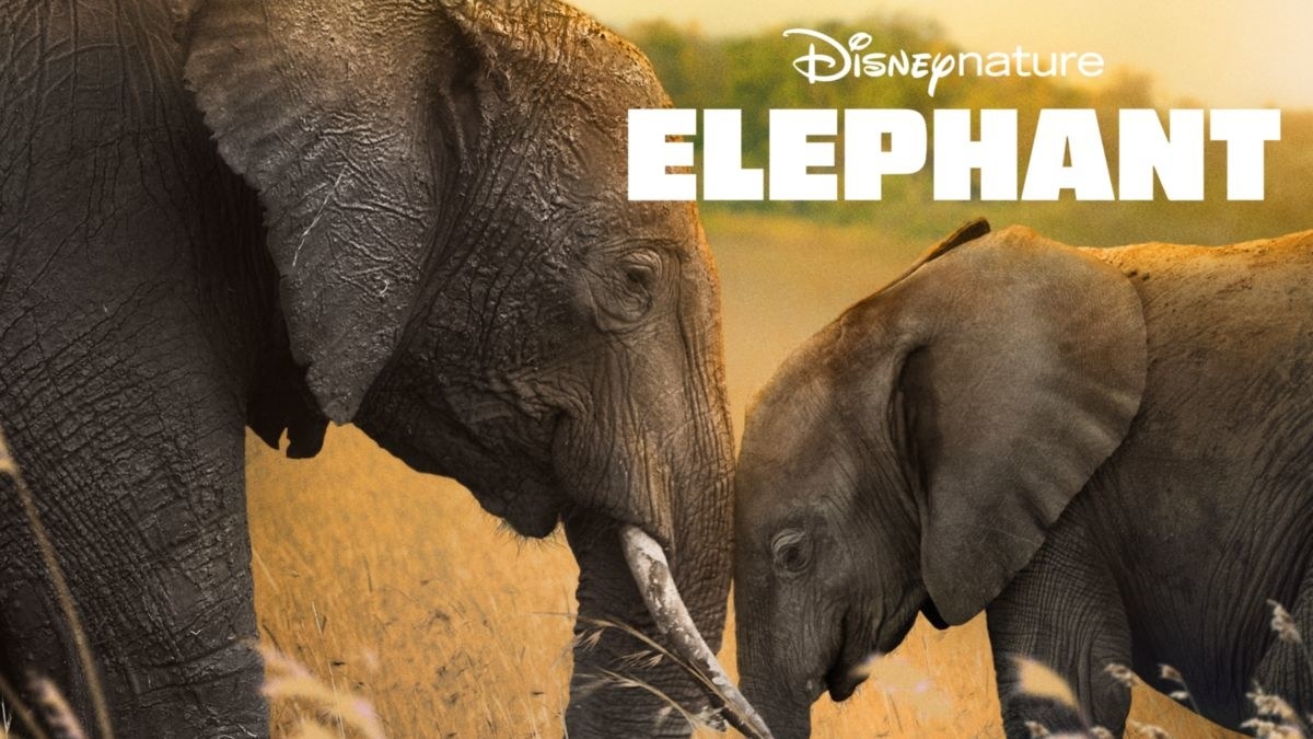 the elephants 