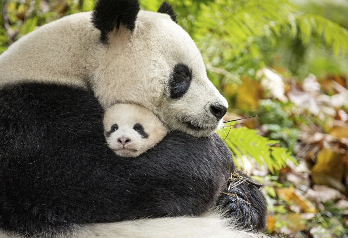 the panda and her baby