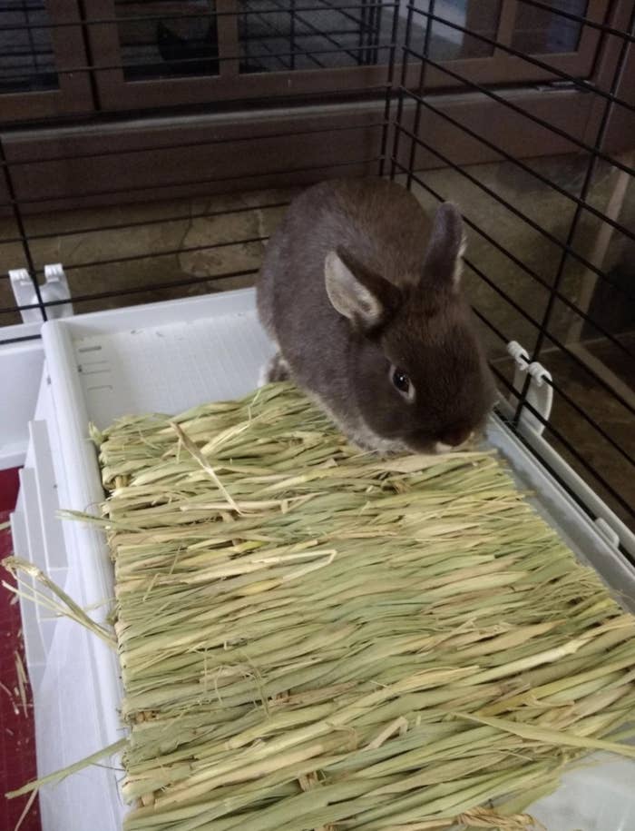 An image of a black bunny sitting on top of a grass mat