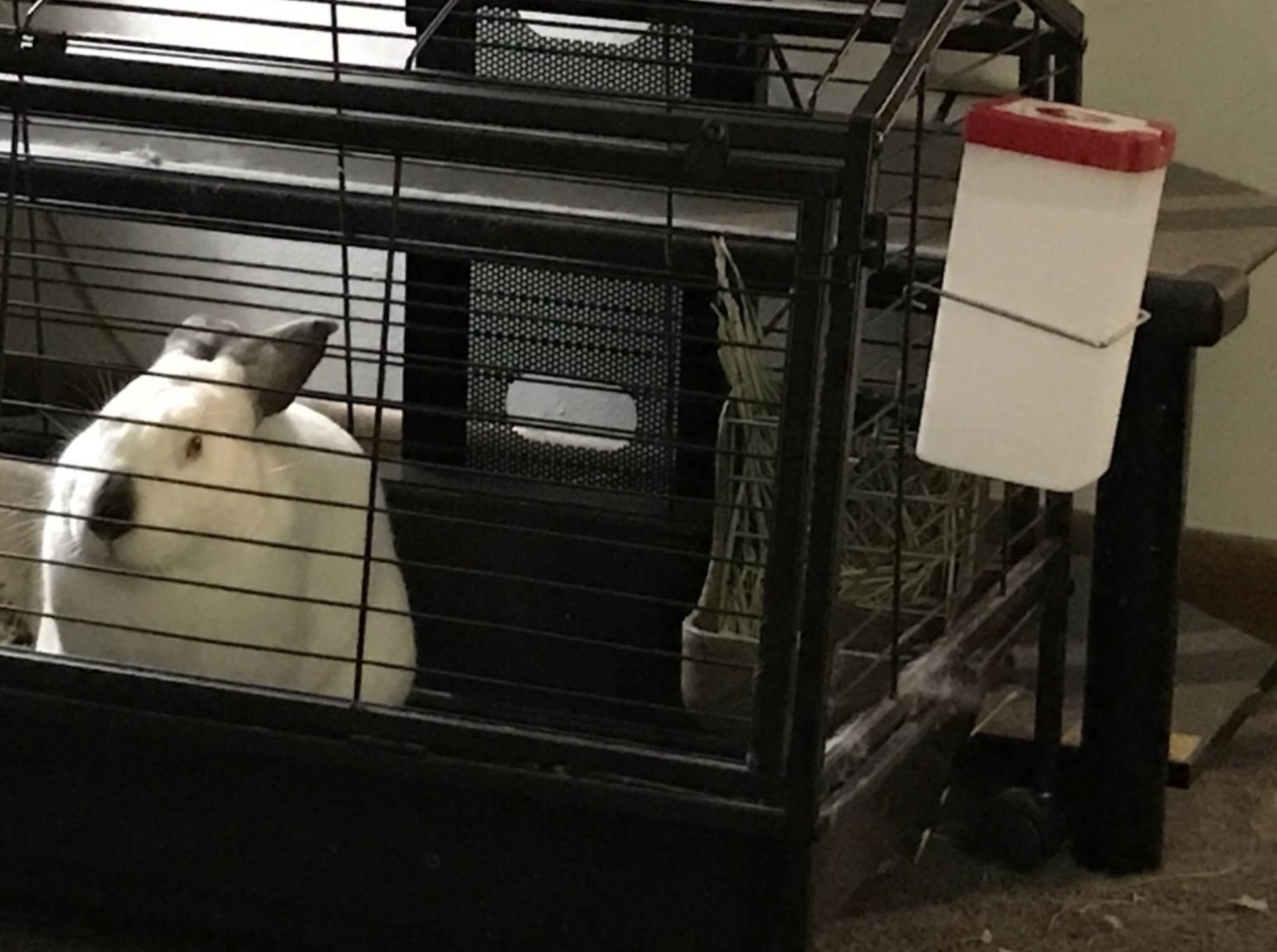 An image of a bunny in a cage with a plastic water bottle hung to the right of the cage