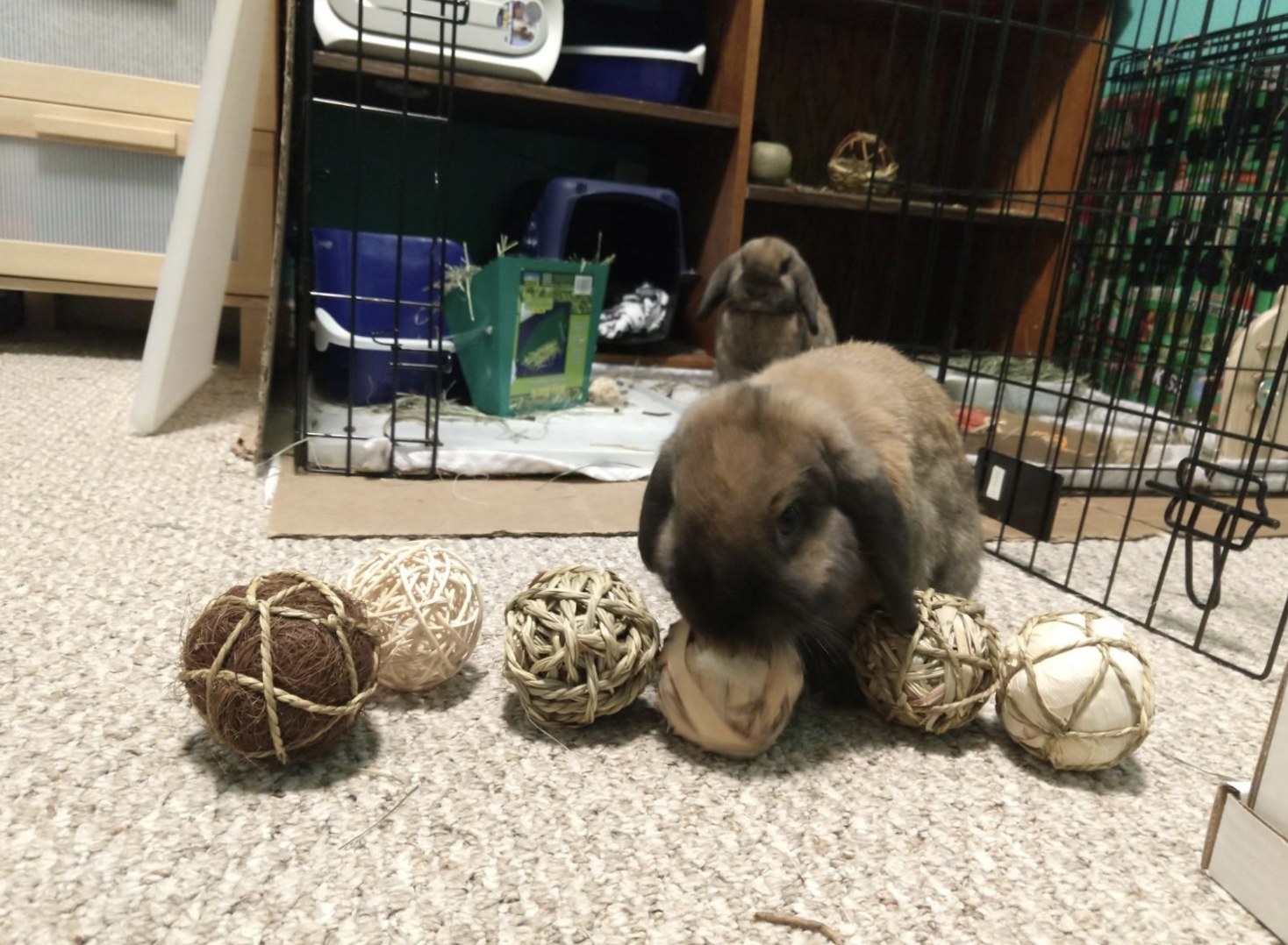 An image of a bunny on the floor playing with six rolling chew toy balls