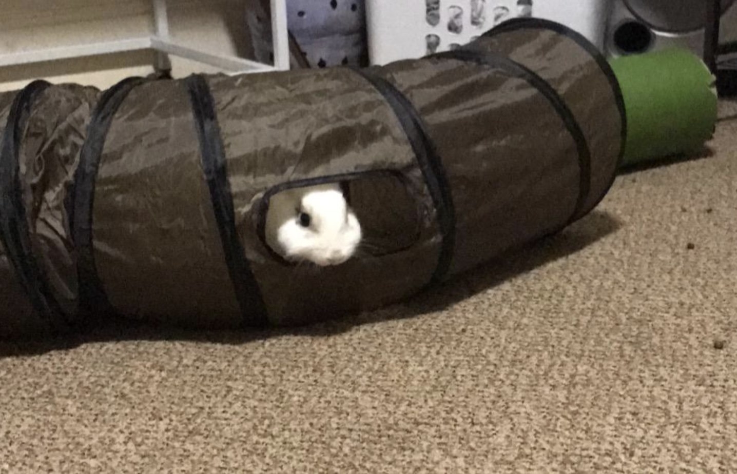 An image of a bunny sticking its head out of an opening of a crinkly tunnel