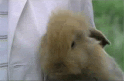 A gif of a bunny smiling