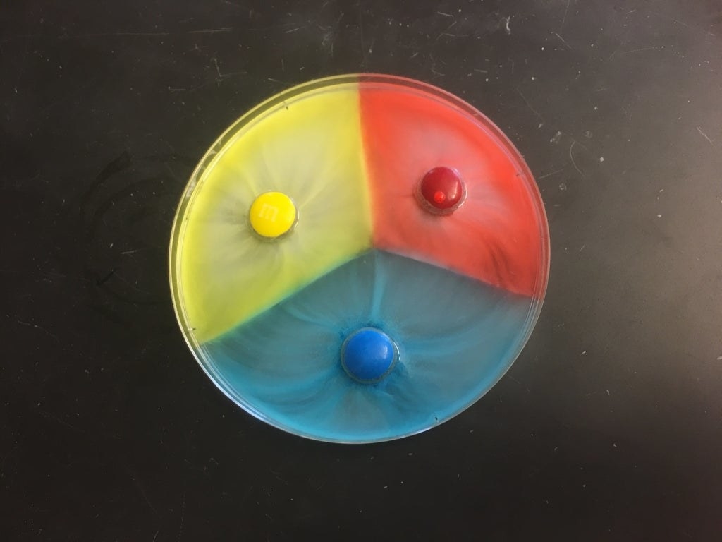 Portions of water in a circular dish are yellow, red, and blue, from the coating of M&amp;amp;M&#x27;s