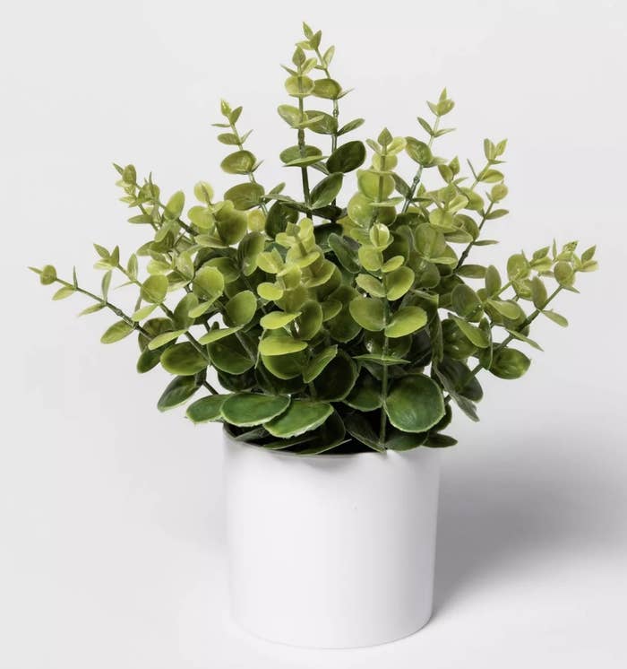 The plant in included white pot