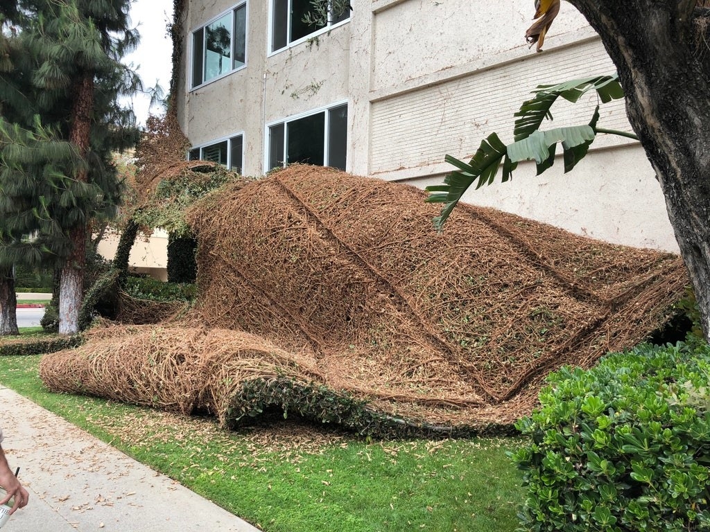 The layer of vines from an ivy wall are piled on the ground while the wall is bare