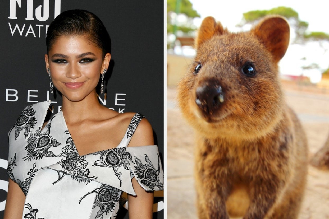 Side-by-side images of Zendaya and a quokka