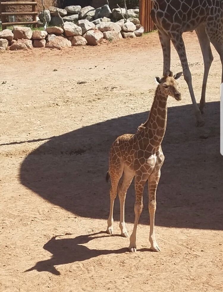 A standing giraffe is casting a shadow that looks like a unicorn