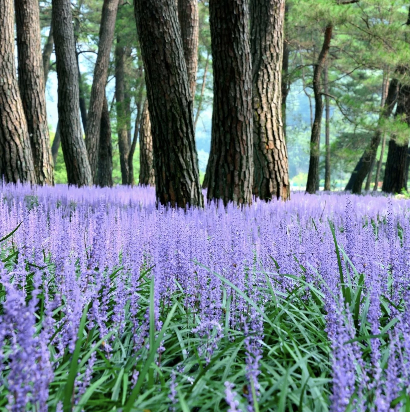 A field of trees and lilac flower spikes