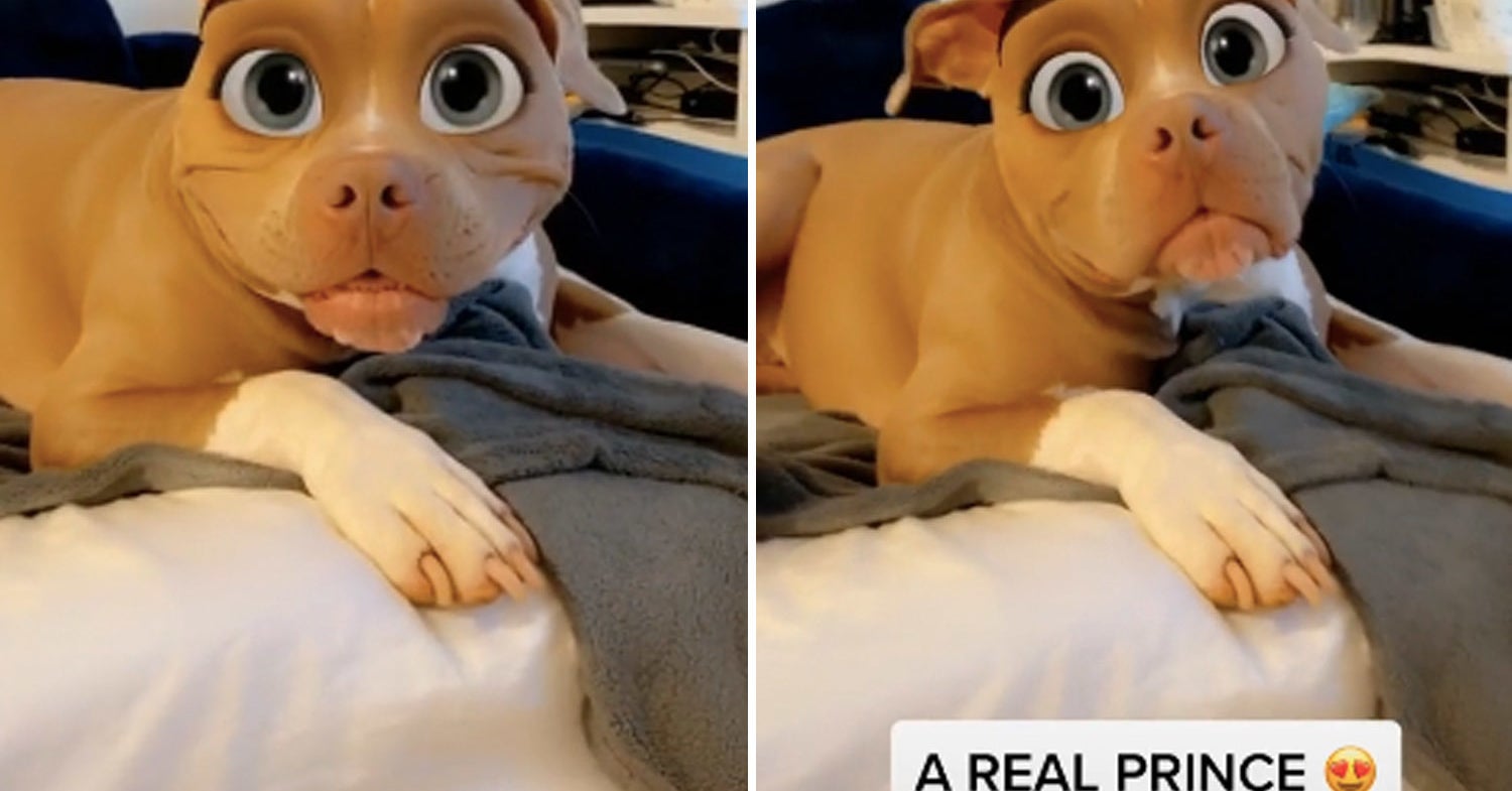 Dog Posts From The Week Of August 16 2020