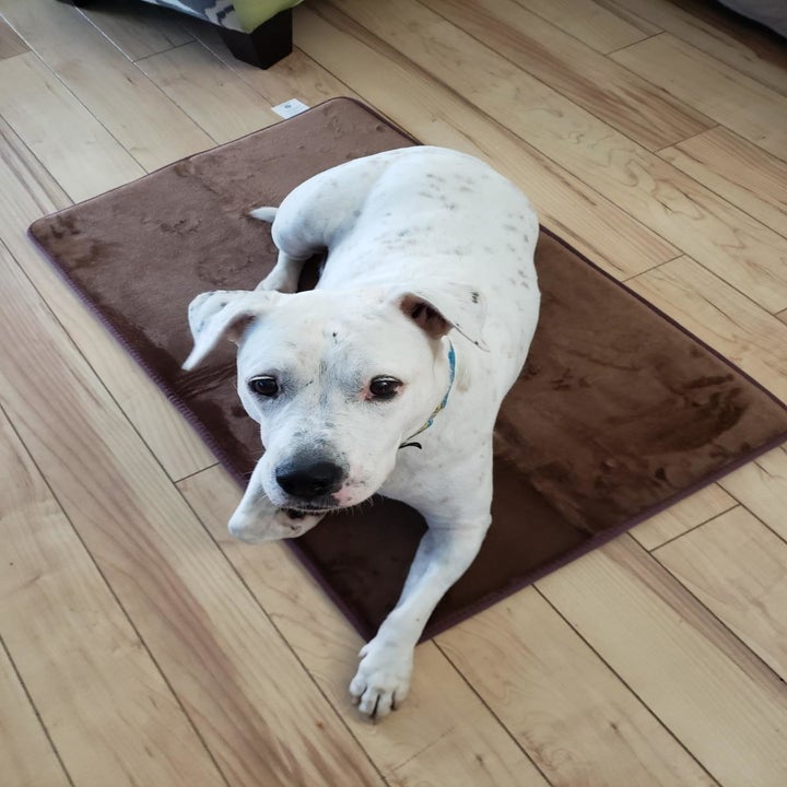 A white dog sitting on a brown rectangular bath mat 