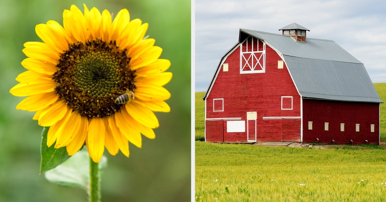 What Flower Matches Your Personality Based On The Farm You Build?