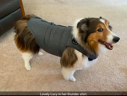 A Shetland Sheepdog wearing the gray shirt with the text &quot;Lovely Lucy in her thunder shirt&quot;