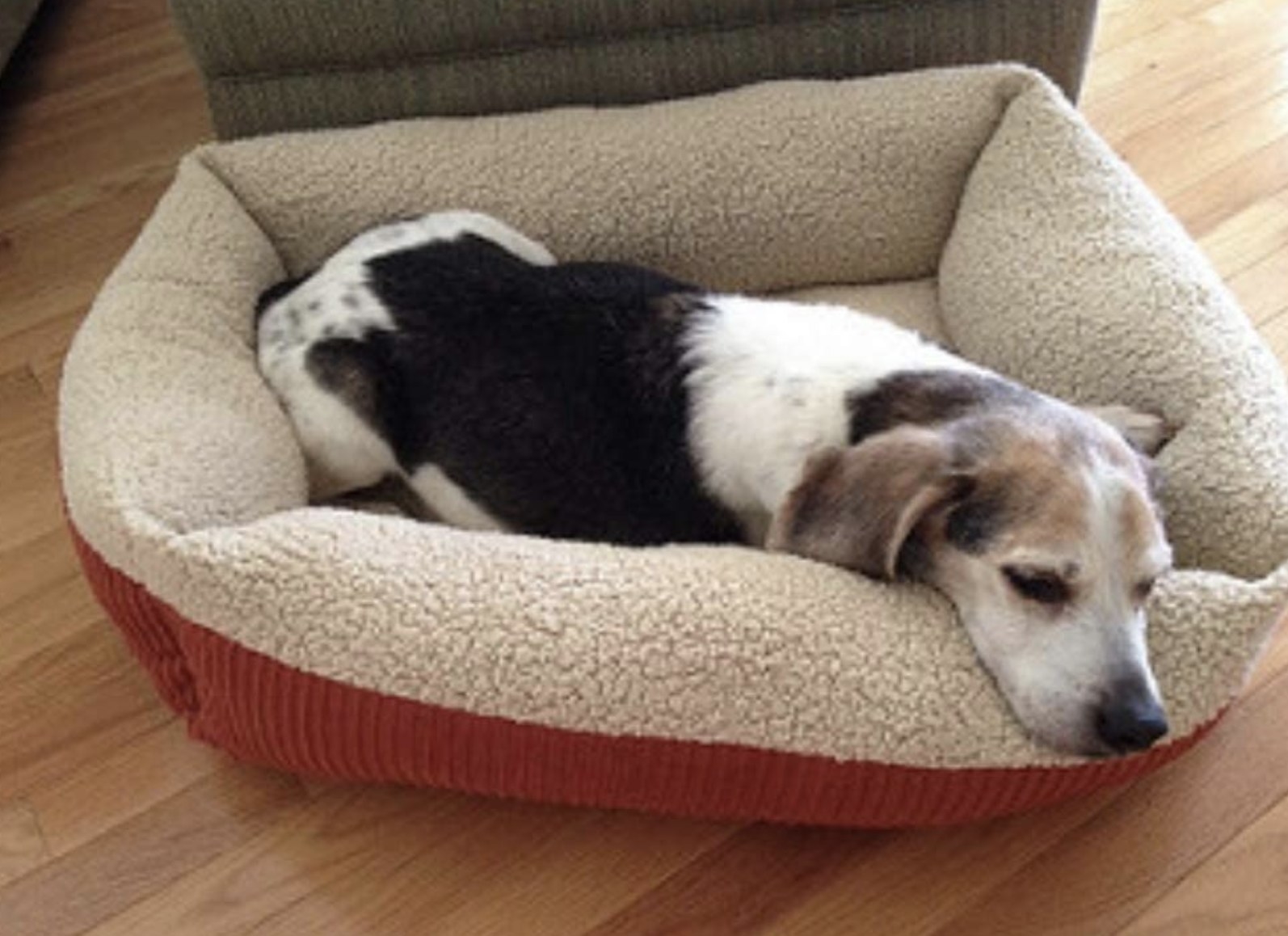 Reviewer photo showing their dog laying in the dog bed