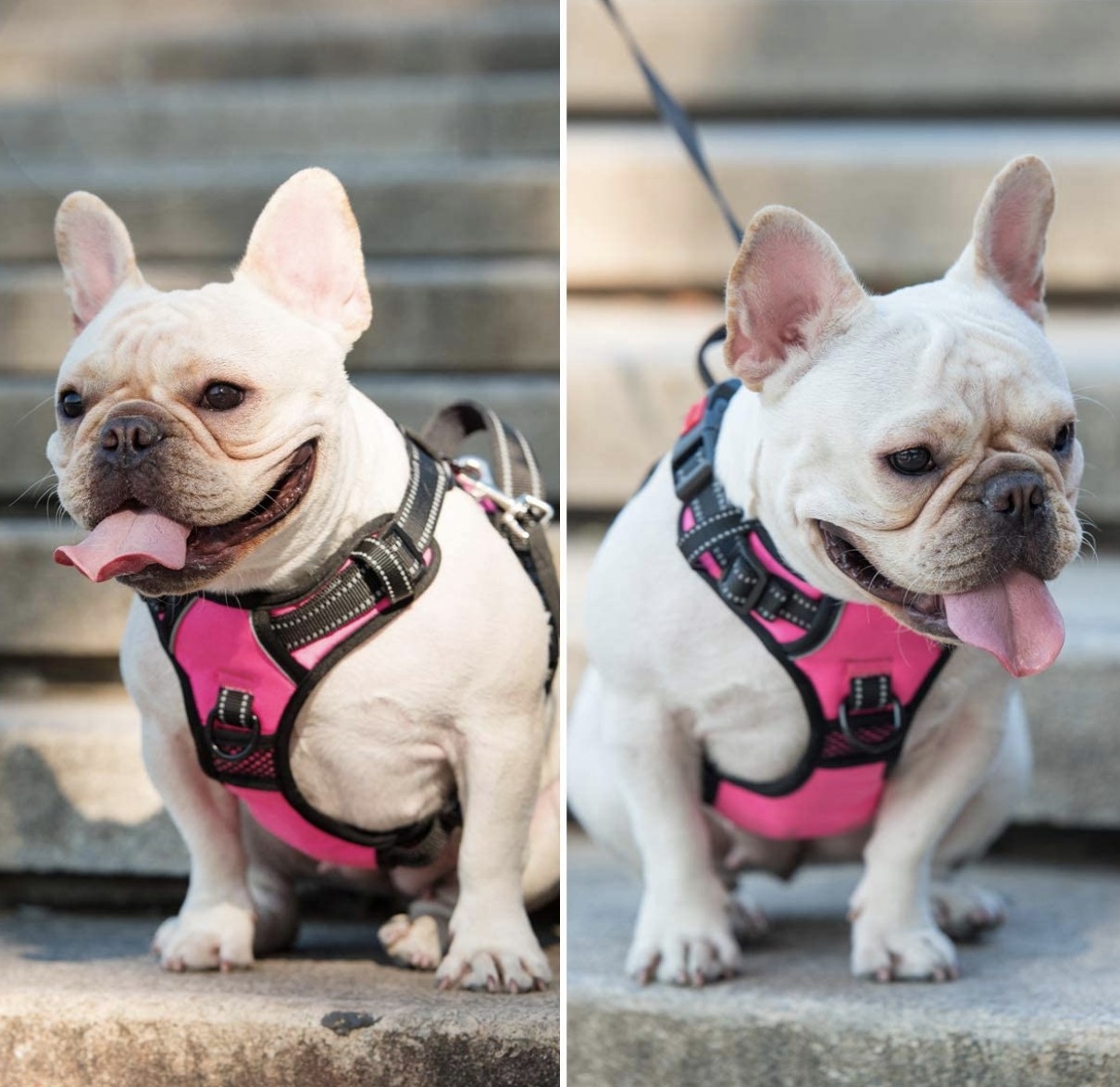 French bulldog wears pink harness