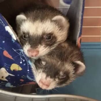 reviewer's ferrets inside hammock