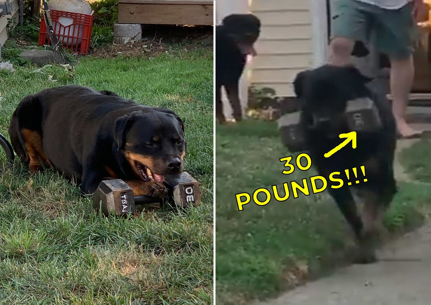 dog breeds 30 pounds and under