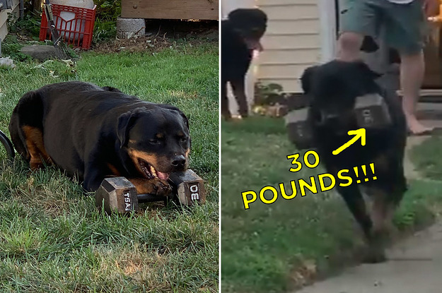 30 pound dog