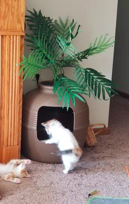 chewy plant litter box