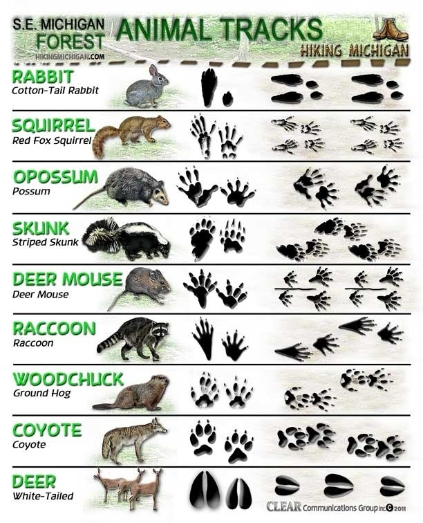 Types of animal tracks