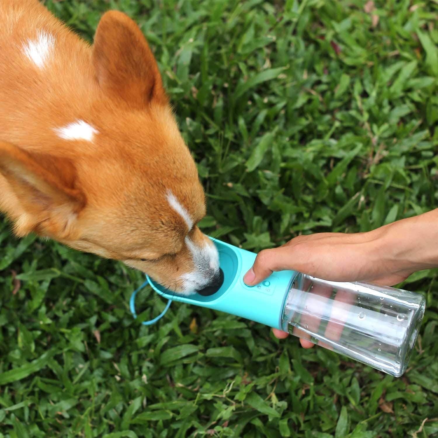 A dog drinking from the dog water bottle on a patch of grass