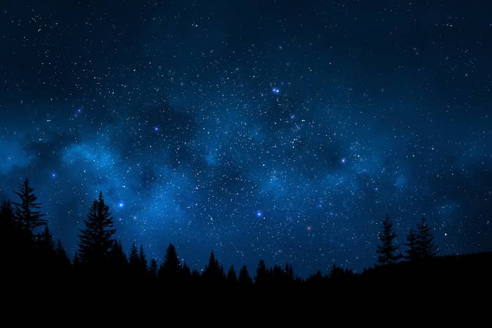 A starry blue night sky with the outline of large fir trees at the bottom