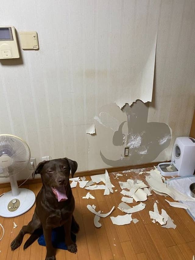 かまってほしいから 寂しがりの愛犬が起こしたある行動 家に帰ったら待っていた光景がこちら