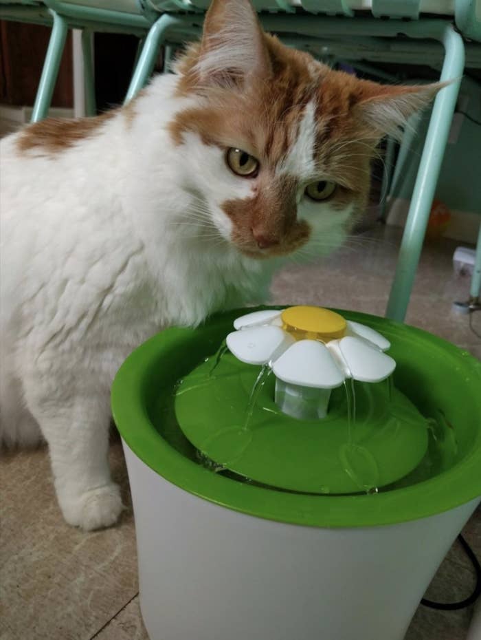 Reviewer&#x27;s cat drinks from water fountain 