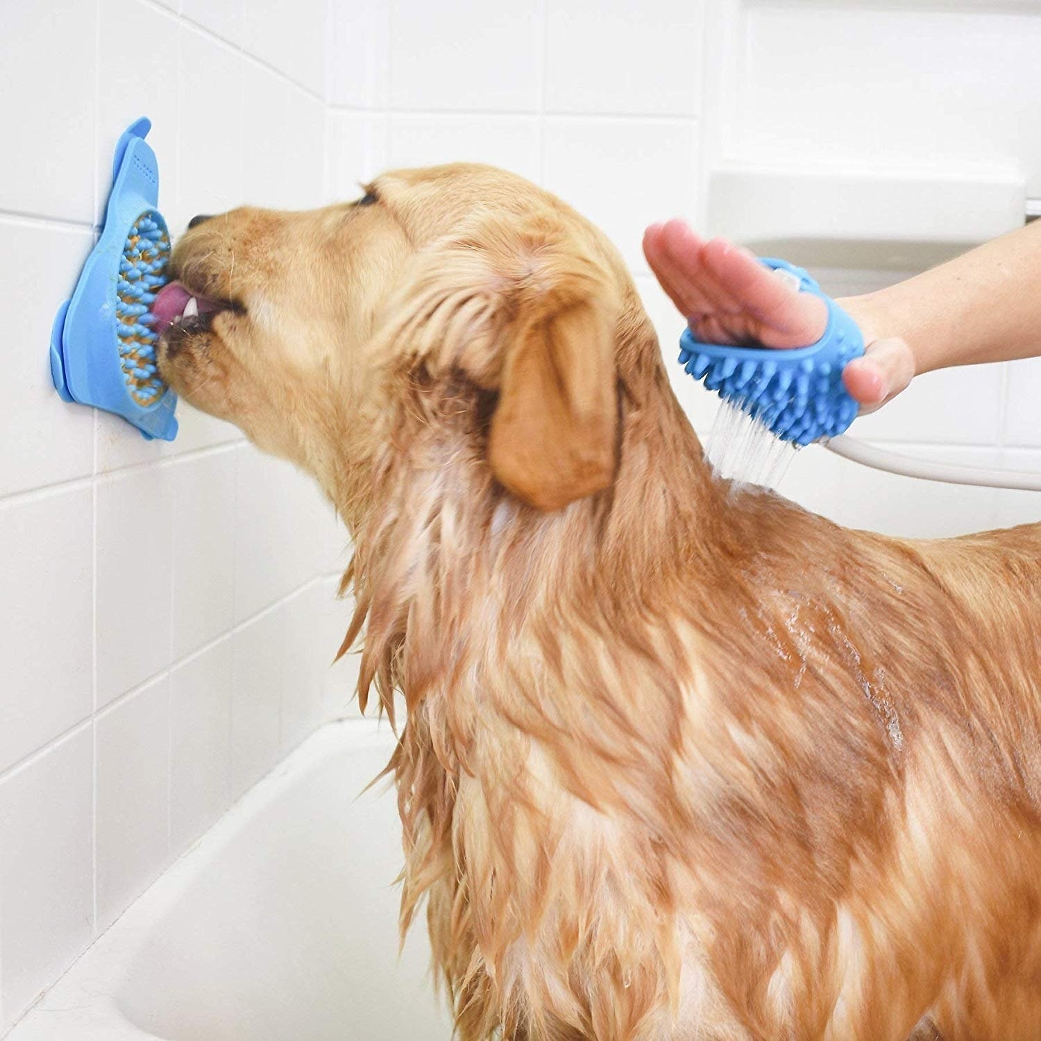 A Golden Retriever licking the small, triangular, blue silicone mat mounted on a tile wall above the tub while he gets a bath