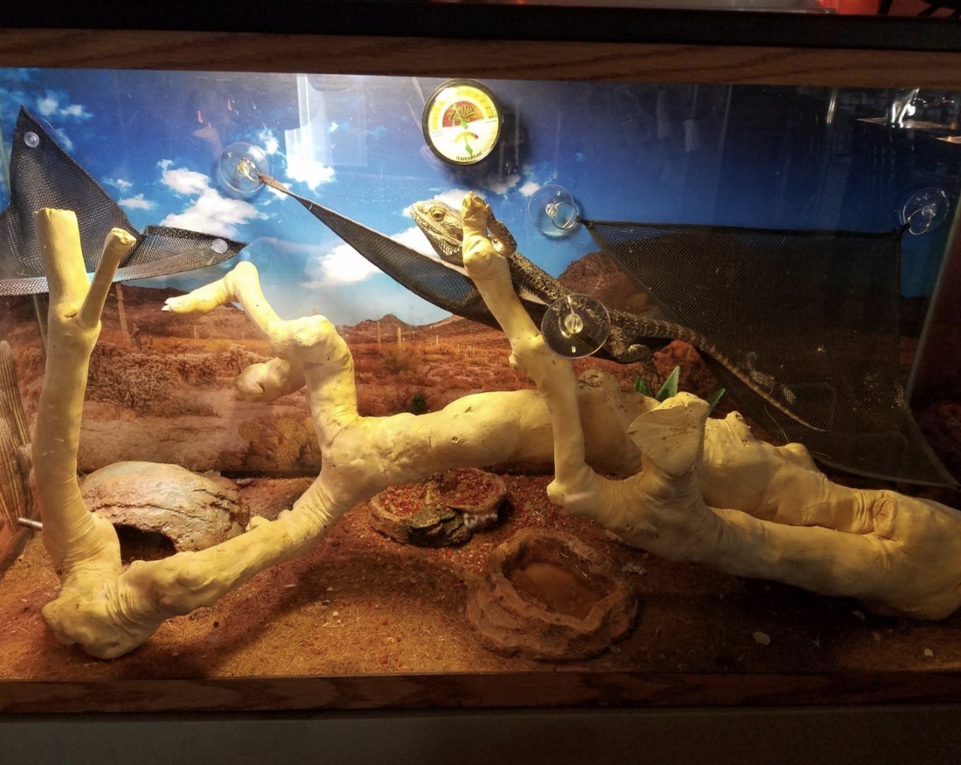 An image of a bearded dragon in its enclosure with natural coconut carpet on the bottom