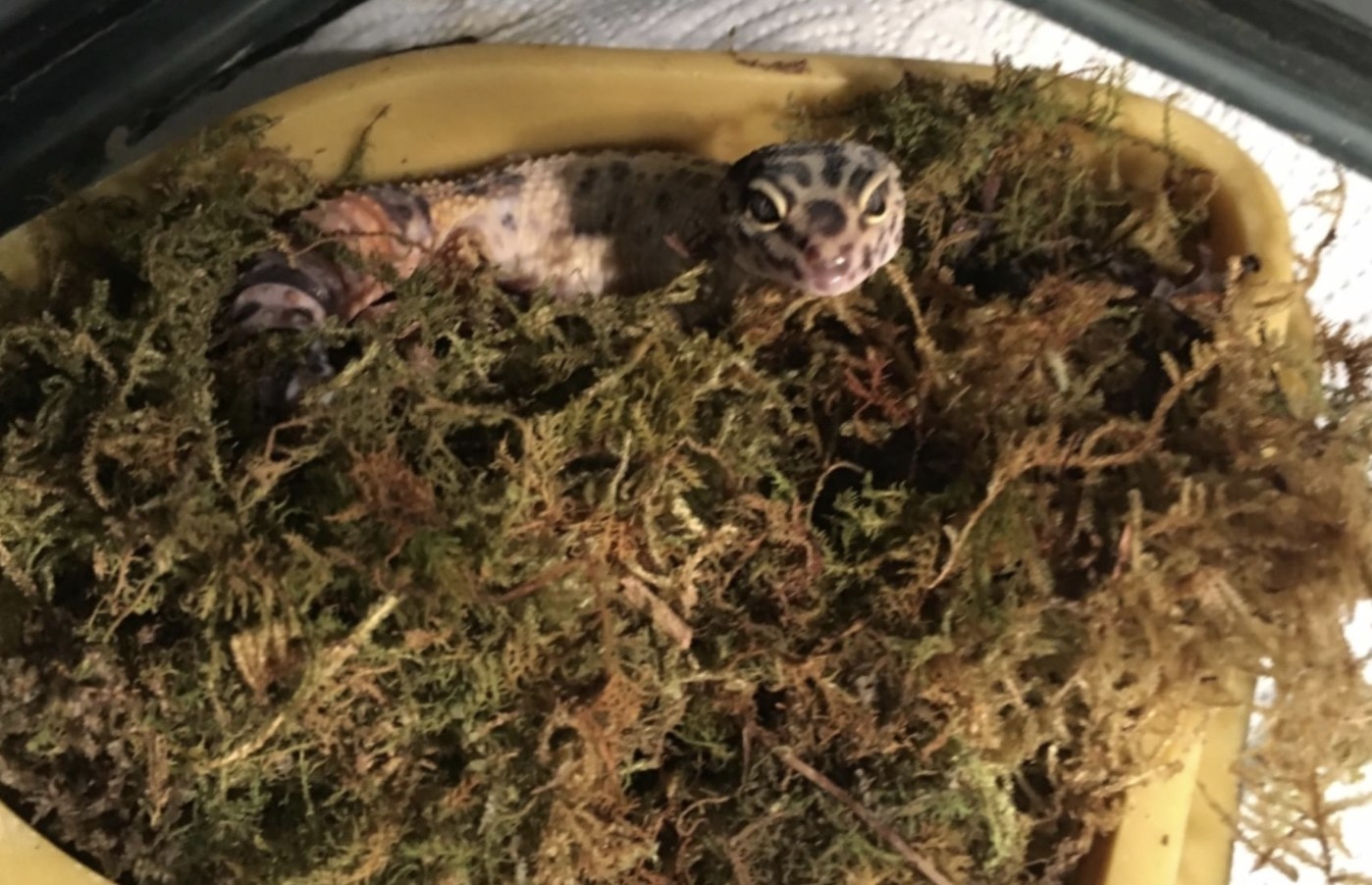 An image of a gecko laying on moss