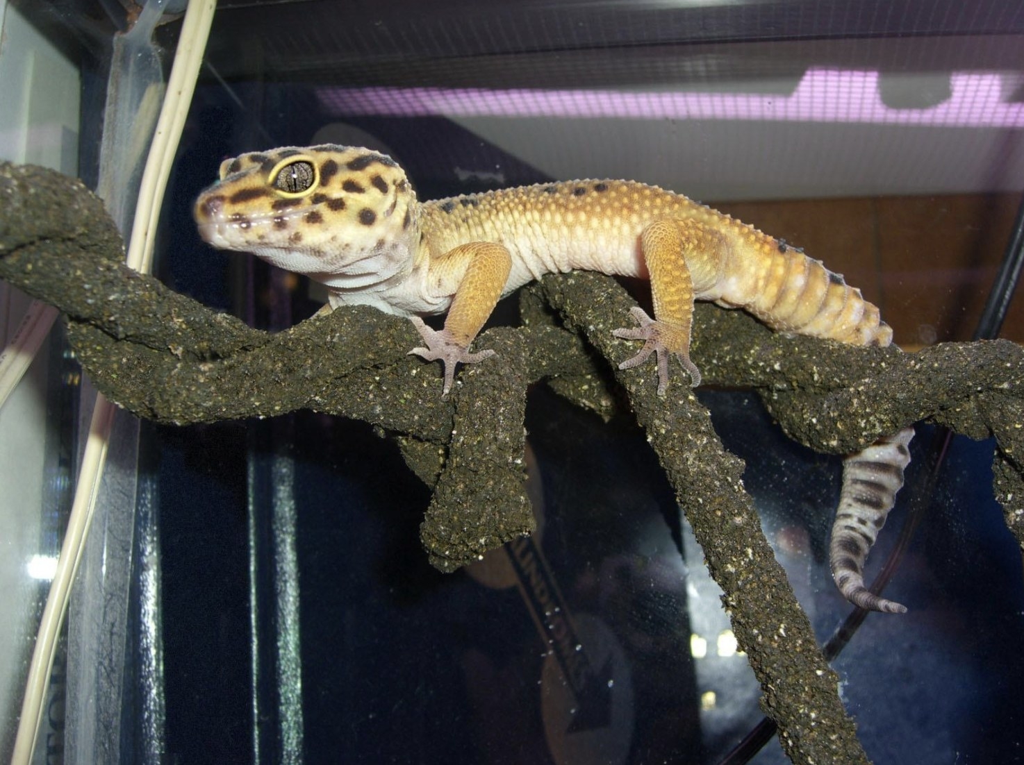 An image of a gecko in its enclosure sitting on top of a vine